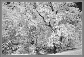 Tree line. IRD200-1887, with story