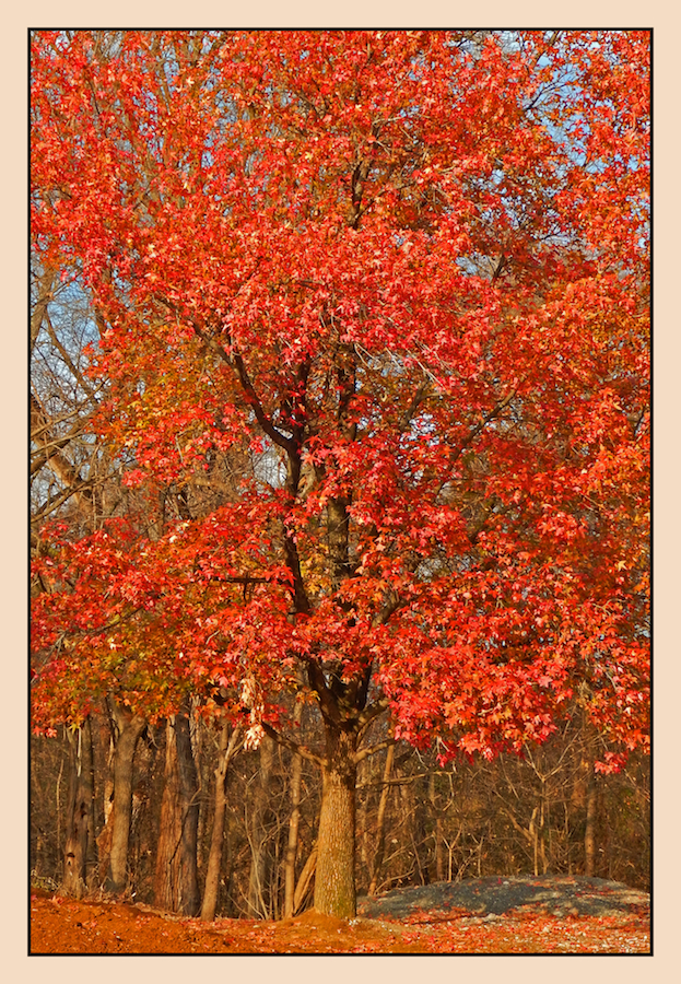 Falls of Ohio tree. DSCN3452, with story