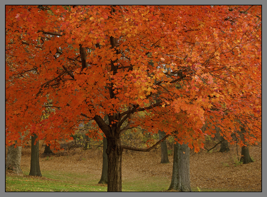 Ents. DSC0025, with story