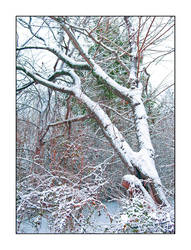 Snow's tree. L1010235, with story by harrietsfriend