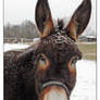 Donkey. DSCN3670, with story