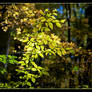 Yellow green leaves. L1000992, with story