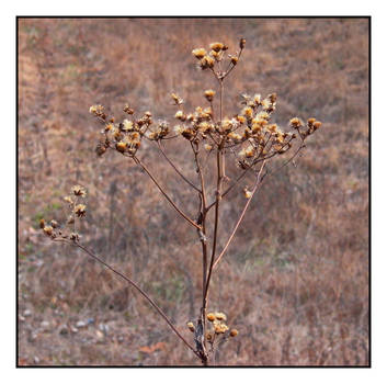 Dried plant. L1000161, with story