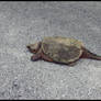 Turtle on street. DSCN4797