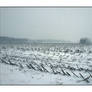 A bleak and barren field. L1060118, with story