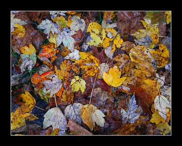 Fallen leaves. DSCN5246, with story