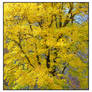 Yellow treetop. Img274, with story