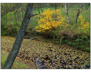 Leaves on water. L1002303, with story