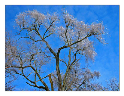 iced tree. L1040128, with story