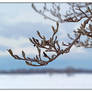 Snow buds. L1001422, with story