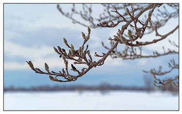 Snow buds. L1001422, with story