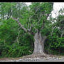 Squat tree. L1020919, with story