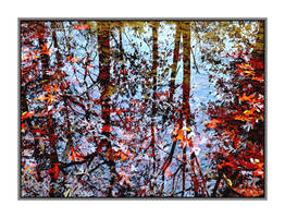 Reflected leaves. L1030249, with story