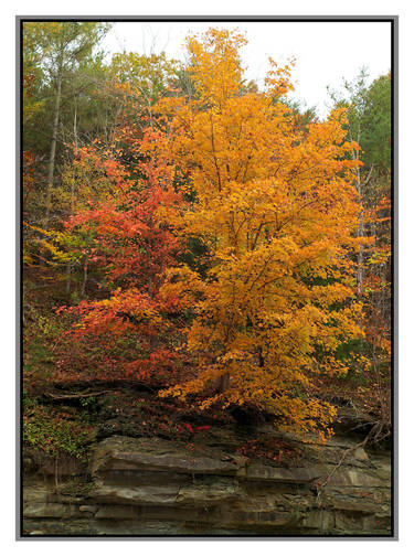 Cliffside tree. L1002389, with story