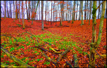 vibrant forest. L1090186