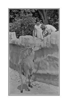 Zoo offering. 35mm019, with story