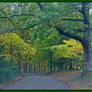 Forest road in rain. L1030165