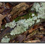 Lichen. L1090497