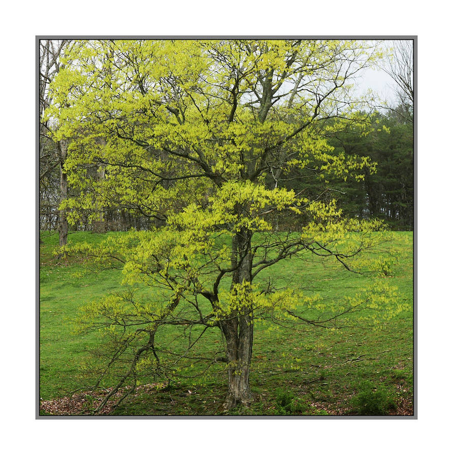 Springtree. L1330016, with story by harrietsfriend on DeviantArt