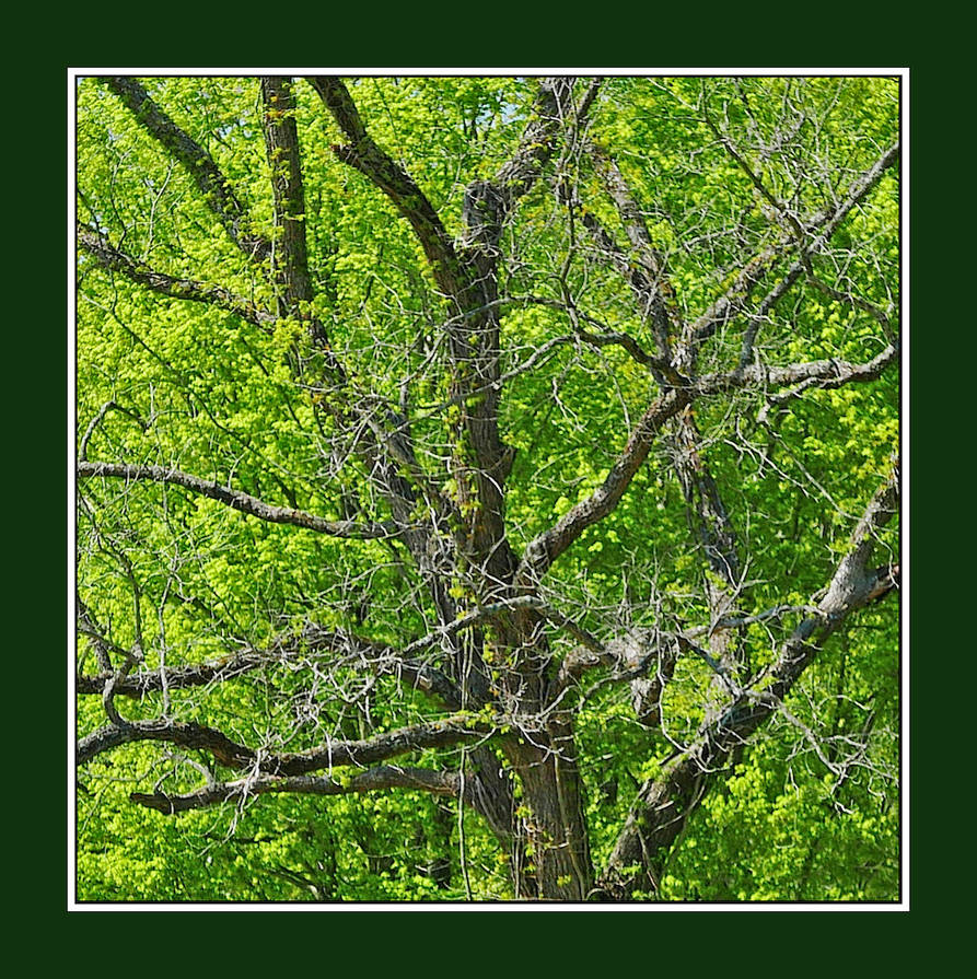 With Tree Inbeded Tree within tree. L1330047, with story by harrietsfriend on DeviantArt