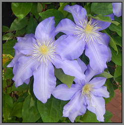 Violet flowers. DSCN1586, with story