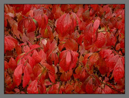 Red leaves .DSCN3396, with story