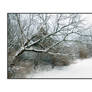 Snow branch. L1010233. with story