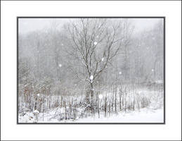 Heavy snow. DSCN2056, with story