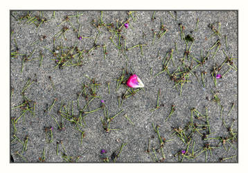 Fallen petal. L1330543, with story