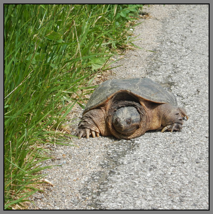 Snapping turtle. DSCN5935, with story by harrietsfriend on DeviantArt