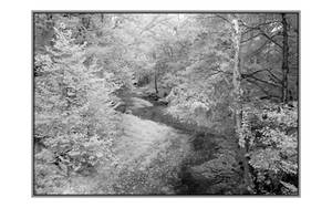 Early fall. BW IR2152, with story