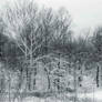 More snow, L1070268, with story