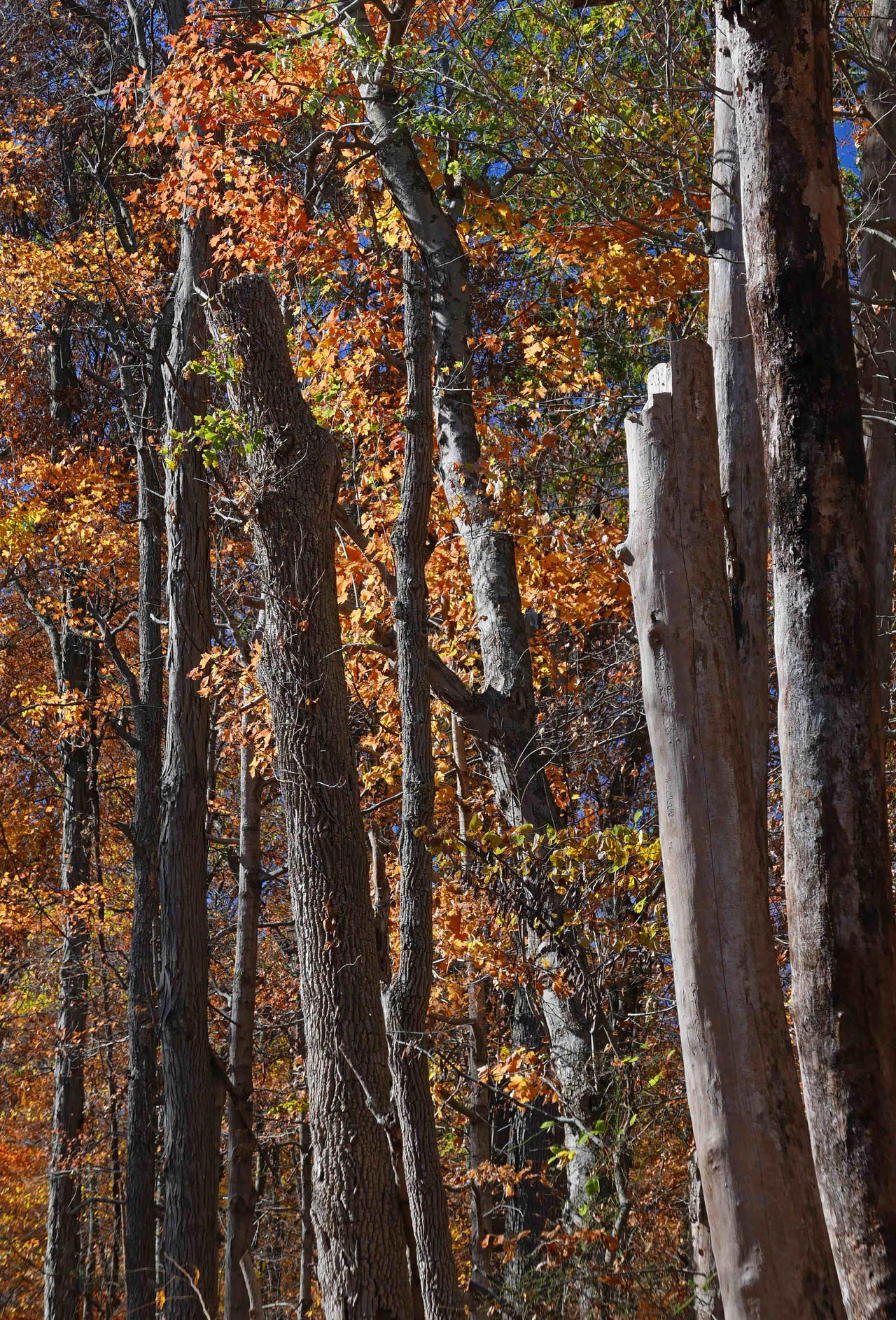 Forest columns. L1070075 by harrietsfriend on DeviantArt