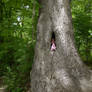 Forest fairy. DSCN2193, with story