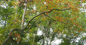 Forks. L1070499, with story