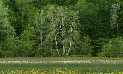 Stark tree. 2.L1070305, with story