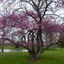 Purple blooms. 2.DSCN2432, with story