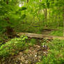 Forest in springtime. 2.DSCN2455, with story