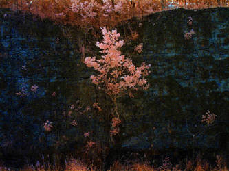 Infrared. 2.P1020011, with story
