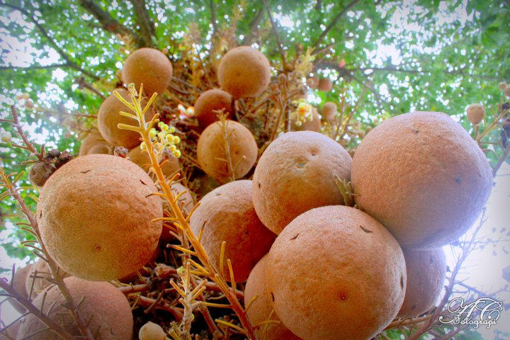 Coco Not Coco NOT by azilarisse on DeviantArt