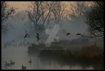 Birds leaving