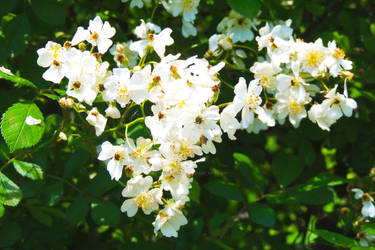 A Bundle of Jasmine