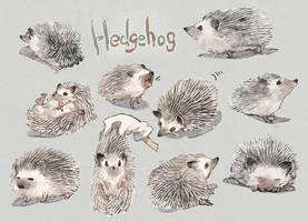 Hedgehog