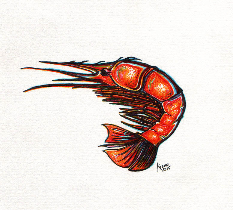 Shrimp by karrey