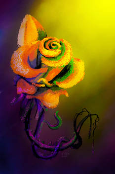 Colourful Rose