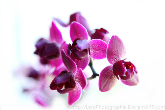orchideen dream 2.0