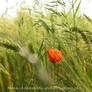 Coquelicot