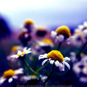 Marguerite 2