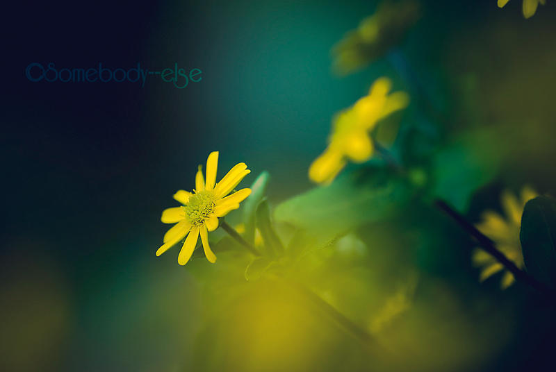 YellowFlowers