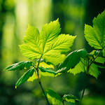 Les feuilles vertes by Somebody--else